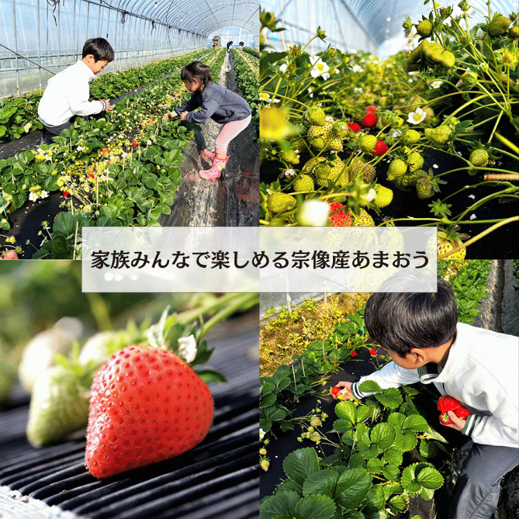 水上ファームの宗像産あまおう 味わい重視・たっぷり約300g（6～15粒